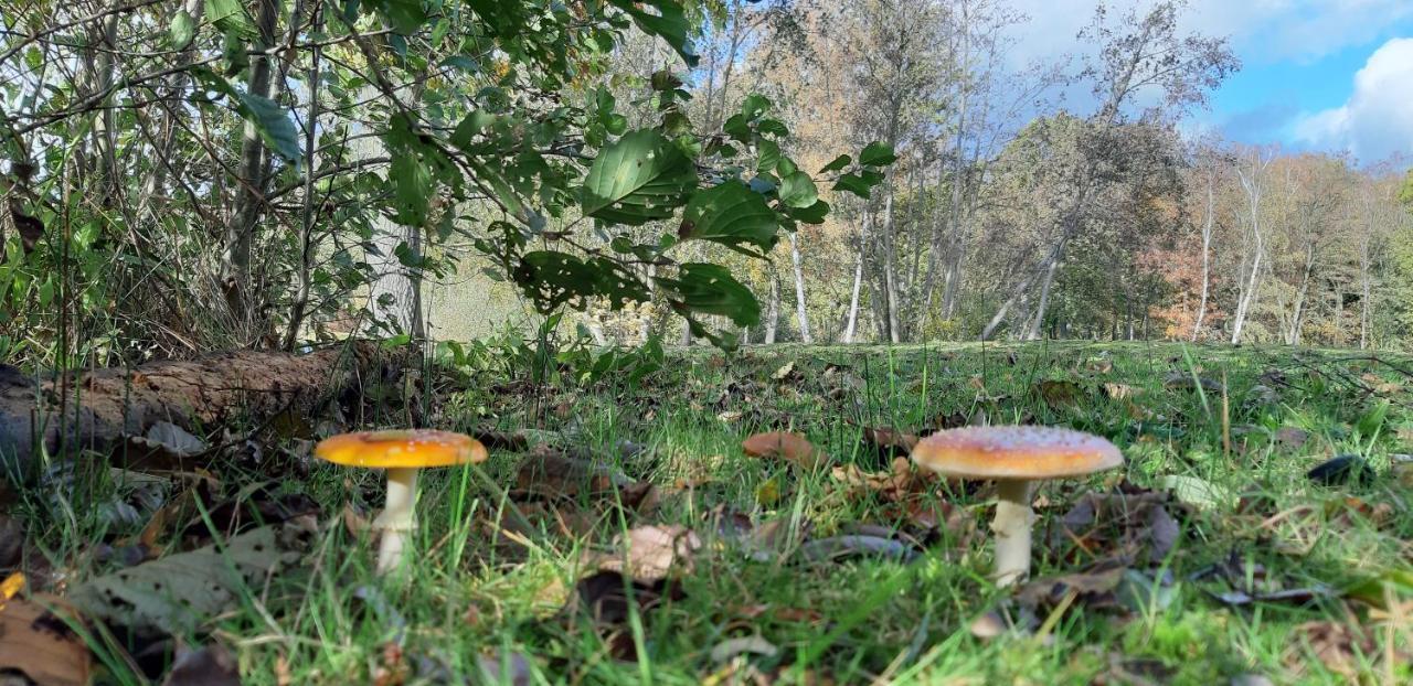 Zonnige Vrijstaande Bungalow In Prachtige Omgeving! Rekem エクステリア 写真